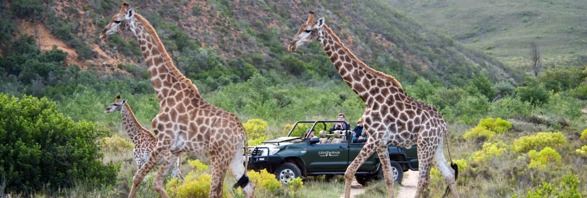 Gondwana Game Reserve - Game Drives